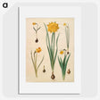 2-46_Maria-Sibylla-Merian_picture