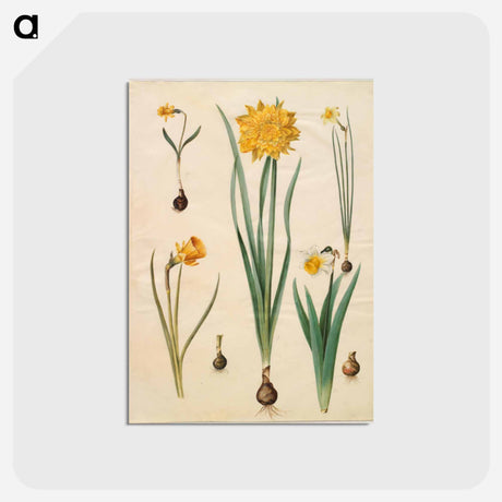 アートポストカード-Narcissus
 - マリア ジビーラ メーリアン Postcard.