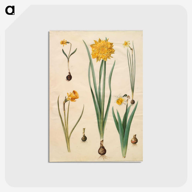 2-46_Maria-Sibylla-Merian_postcard