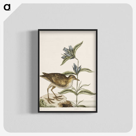 2-46_Mark-Catesby_blk-crop