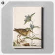 アートパネル-Gallinule
 - マーク ケイツビー Canvas.