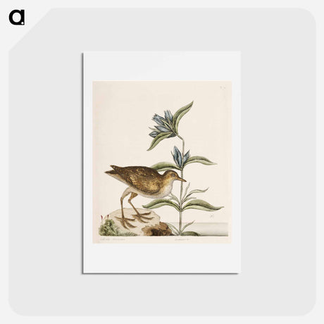 アートポストカード-Gallinule
 - マーク ケイツビー Postcard.