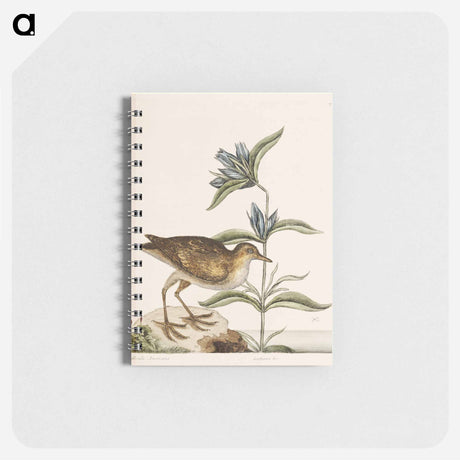 アートメモ帳-Gallinule
 - マーク ケイツビー Memo.