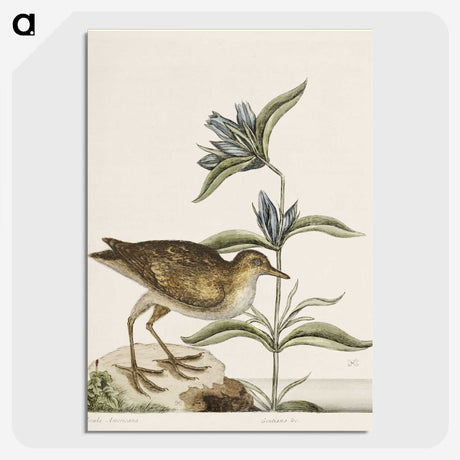 2-46_Mark-Catesby_picture-crop