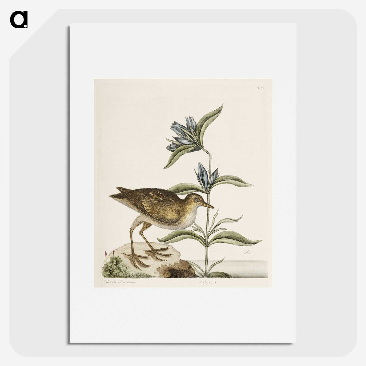 2-46_Mark-Catesby_picture