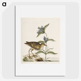 2-46_Mark-Catesby_picture