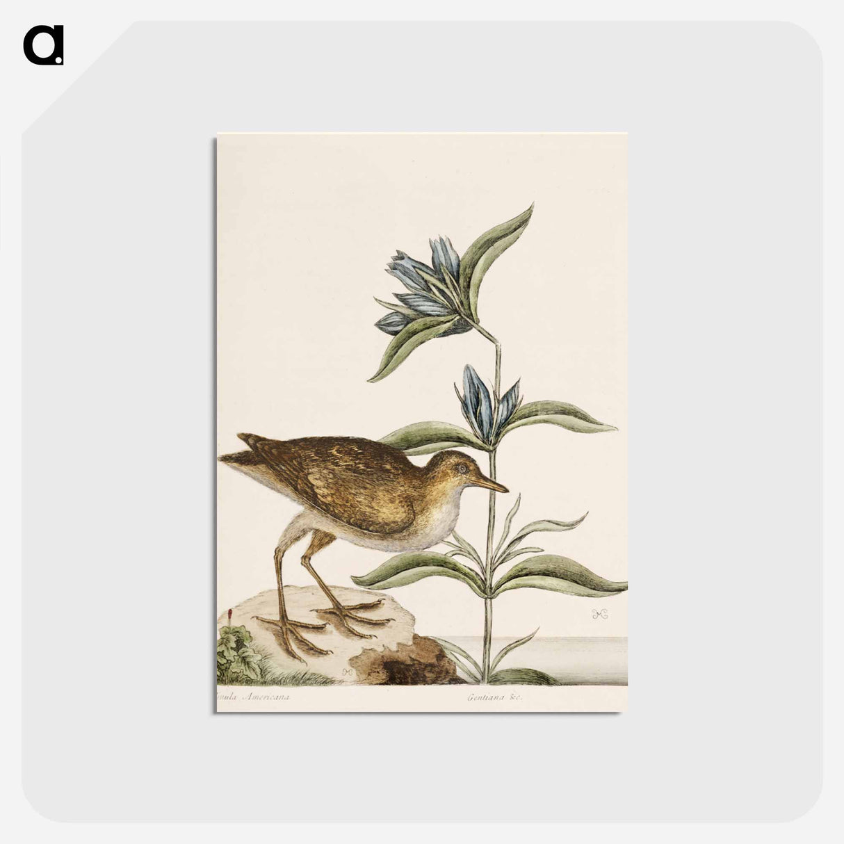 アートポストカード-Gallinule
 - マーク ケイツビー Postcard.