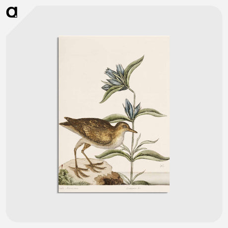 アートポストカード-Gallinule
 - マーク ケイツビー Postcard.