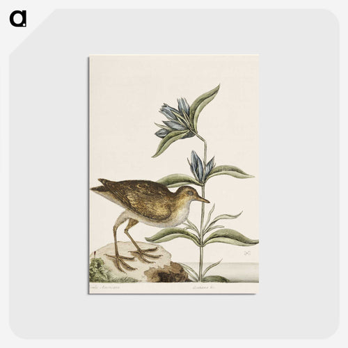 Gallinule
 - マーク ケイツビー Postcard.