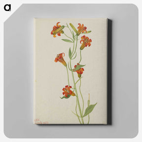 2-46_Mary-Vaux-Walcott_canvas
