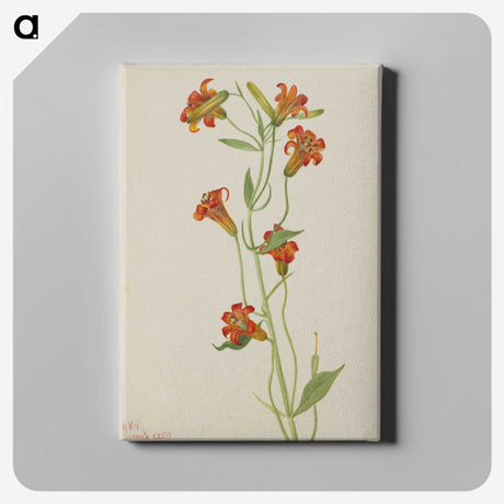 2-46_Mary-Vaux-Walcott_canvas