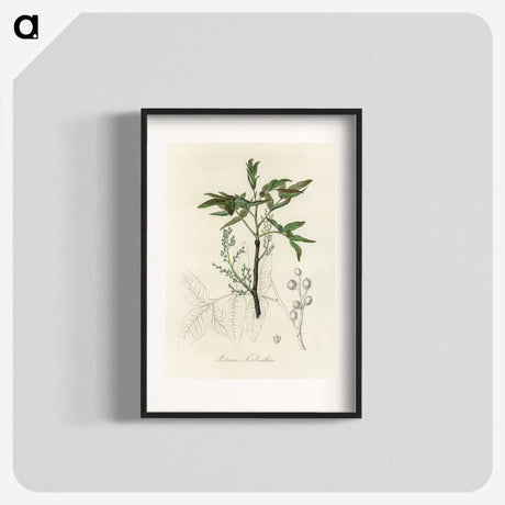 2-46_Medical-Botany_blk