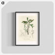 アートポスター-Terebinth Illustration
 - 薬用植物学 Poster.
