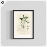アートポスター-Terebinth Illustration
 - 薬用植物学 Poster.