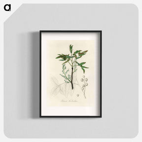 アートポスター-Terebinth Illustration
 - 薬用植物学 Poster.
