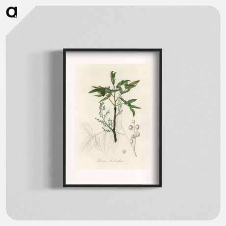 アートポスター-Terebinth Illustration
 - 薬用植物学 Poster.