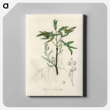 アートパネル-Terebinth Illustration
 - 薬用植物学 Canvas.