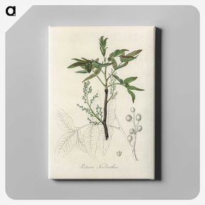 2-46_Medical-Botany_canvas