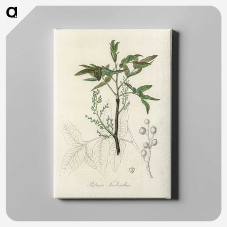 2-46_Medical-Botany_canvas