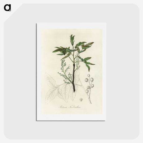 2-46_Medical-Botany_hagaki