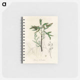 アートメモ帳-Terebinth Illustration
 - 薬用植物学 Memo.
