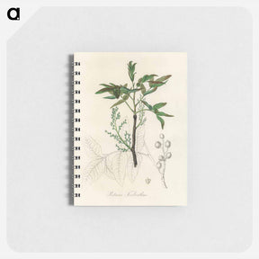 アートメモ帳-Terebinth Illustration
 - 薬用植物学 Memo.
