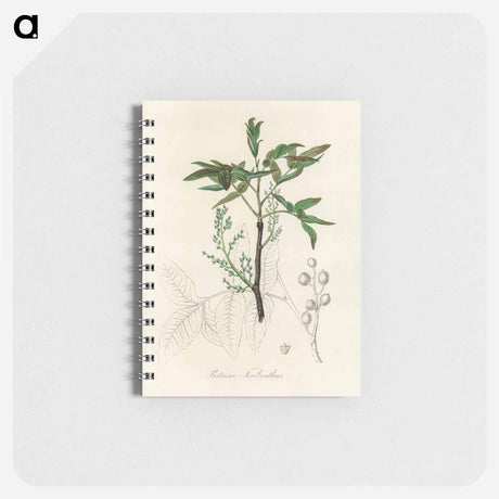 アートメモ帳-Terebinth Illustration
 - 薬用植物学 Memo.