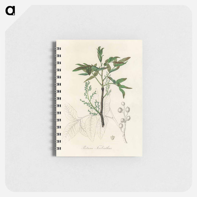 アートメモ帳-Terebinth Illustration
 - 薬用植物学 Memo.