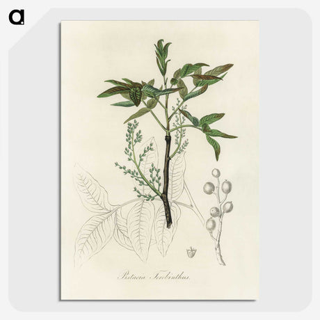 2-46_Medical-Botany_picture-crop