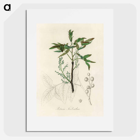 アートポスター-Terebinth Illustration
 - 薬用植物学 Poster.