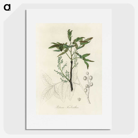 2-46_Medical-Botany_picture