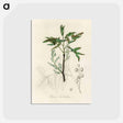 アートポストカード-Terebinth Illustration
 - 薬用植物学 Postcard.