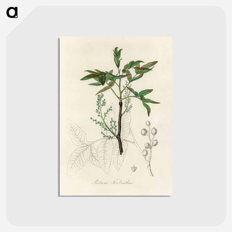 アートポストカード-Terebinth Illustration
 - 薬用植物学 Postcard.