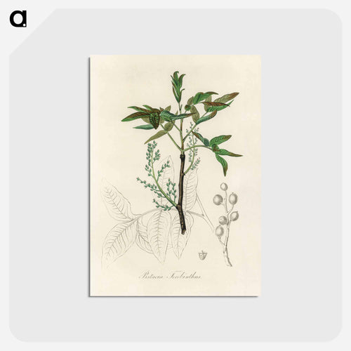 Terebinth Illustration
 - Medicinal Botany Postcard.