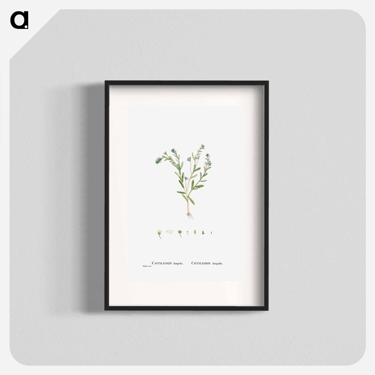 Cotyledon Hispida (Sedum) - ピエール ジョゼフ ルドゥーテ Poster.