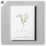 アートパネル-Cotyledon Hispida (Sedum) - ピエール ジョゼフ ルドゥーテ Canvas.