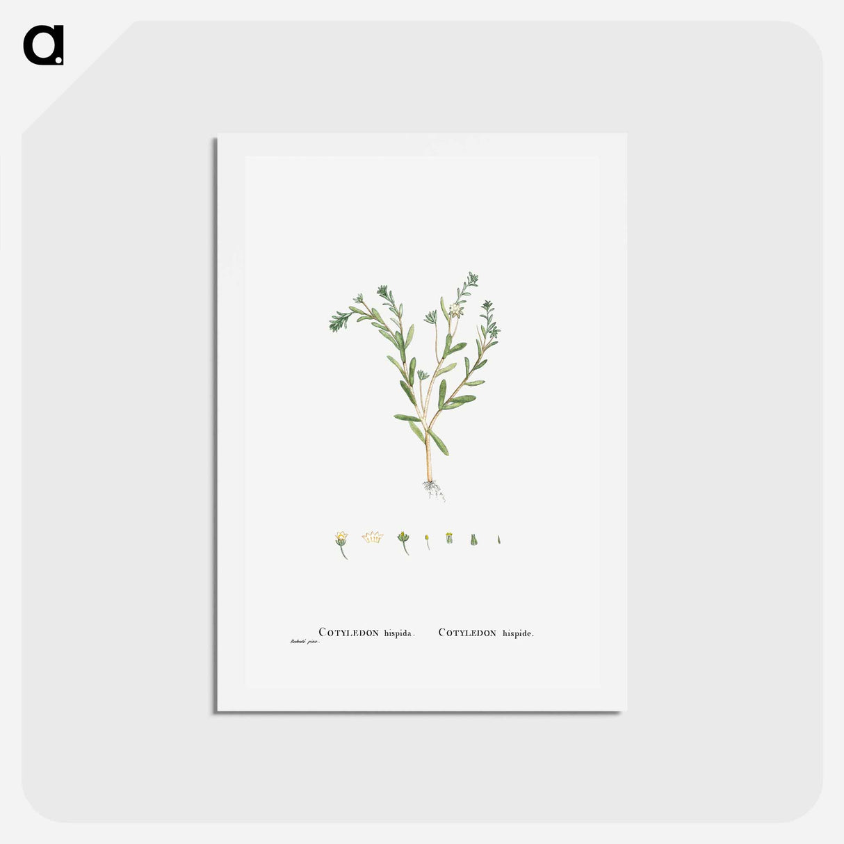 アートポストカード-Cotyledon Hispida (Sedum) - ピエール ジョゼフ ルドゥーテ Postcard.
