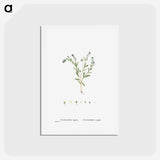 アートポストカード-Cotyledon Hispida (Sedum) - ピエール ジョゼフ ルドゥーテ Postcard.
