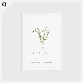 アートポストカード-Cotyledon Hispida (Sedum) - ピエール ジョゼフ ルドゥーテ Postcard.