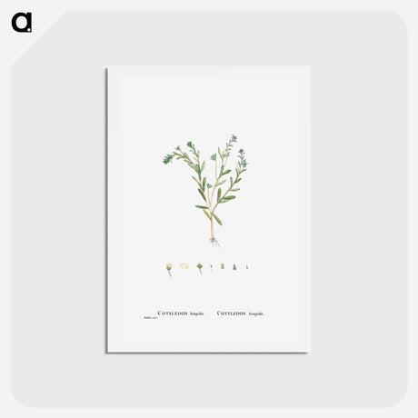アートポストカード-Cotyledon Hispida (Sedum) - ピエール ジョゼフ ルドゥーテ Postcard.
