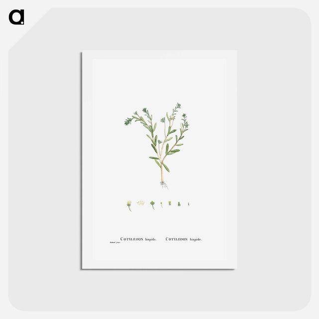 アートポストカード-Cotyledon Hispida (Sedum) - ピエール ジョゼフ ルドゥーテ Postcard.