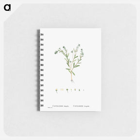 アートメモ帳-Cotyledon Hispida (Sedum) - ピエール ジョゼフ ルドゥーテ Memo.