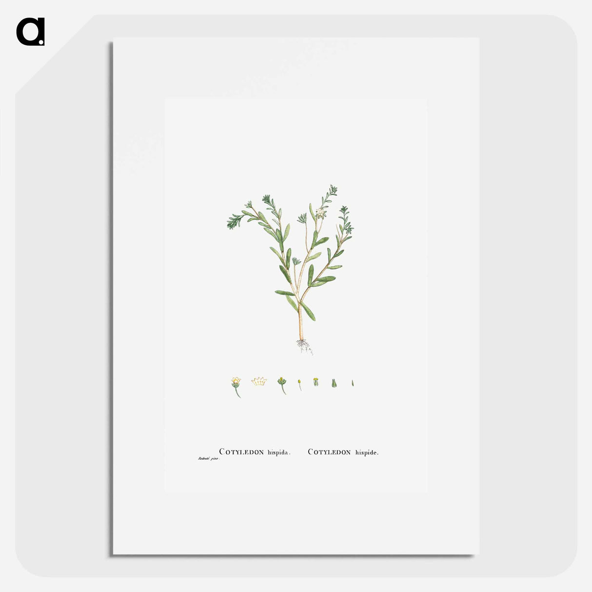 Cotyledon Hispida (Sedum) - ピエール ジョゼフ ルドゥーテ Poster.