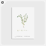 アートポストカード-Cotyledon Hispida (Sedum) - ピエール ジョゼフ ルドゥーテ Postcard.
