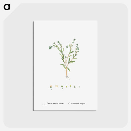アートポストカード-Cotyledon Hispida (Sedum) - ピエール ジョゼフ ルドゥーテ Postcard.