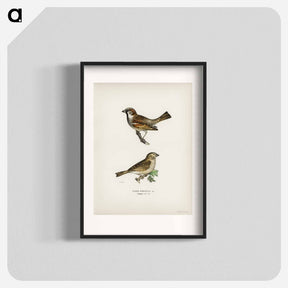 アートポスター-Common Chiffchaff and House Sparrow
 - スヴェンスカ フォグラル Poster.
