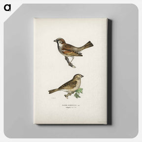 アートパネル-Common Chiffchaff and House Sparrow
 - スヴェンスカ フォグラル Canvas.