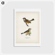アートポストカード-Common Chiffchaff and House Sparrow
 - スヴェンスカ フォグラル Postcard.