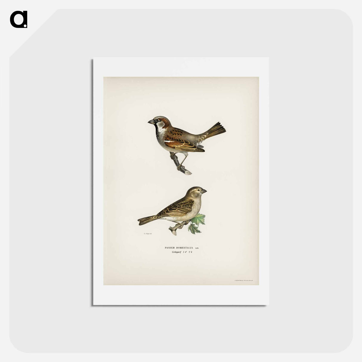 アートポストカード-Common Chiffchaff and House Sparrow
 - スヴェンスカ フォグラル Postcard.