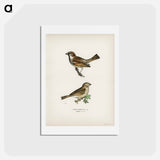 アートポストカード-Common Chiffchaff and House Sparrow
 - スヴェンスカ フォグラル Postcard.